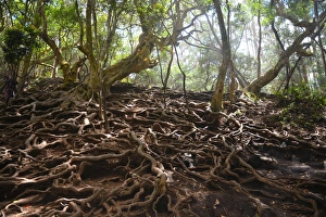 <b class=qtipBold><figcaption>Kodaikanal</figcaption></b><br>Old banyan trees with roots in the dense forest near Guna caves in Kodaikanal. Kodaikanal