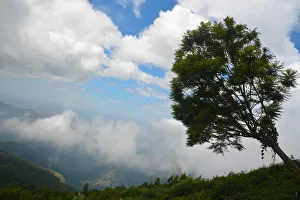 <b class=qtipBold><figcaption>Kodaikanal Hill</figcaption></b><br>Slanting tree in the Kodaikanal hills in Tamil Nadu, India. Kodaikanal Hill