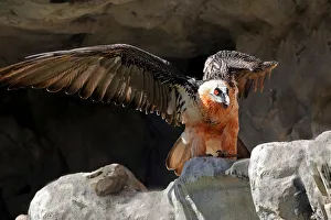 Lammergeier or Bearded Vulture (Gypaetus barbatus), Alpine Zoo Innsbruck, Tyrol, Austria Lammergeier or Bearded Vulture (Gypaetus barbatus), Alpine Zoo Innsbruck, Tyrol, Austria