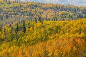 Landscape with autumn forest in Manti-La Sal National Forest, Utah, USA Landscape with autumn forest in Manti-La Sal National Forest, Utah, USA