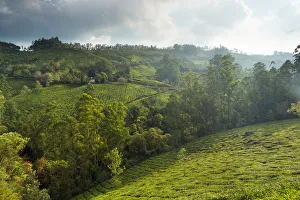 <b class=qtipBold><figcaption>Landscape with tea plantations</figcaption></b><br>Location: Western Ghats mountain range, Kerala, India (close to Munnar). Landscape with tea plantations