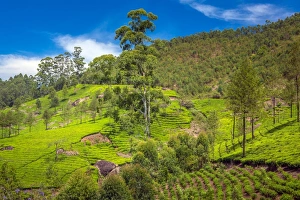 <b class=qtipBold><figcaption>Landscape with tea plantations</figcaption></b><br>Tea plantation in the Western Gaths mountains, Munnar, Kerala, India. Landscape with tea plantations
