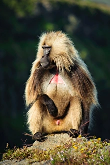 A large male Gelada Monkey (Theropithecus Gelada) soaks in the morning sun. Simien Mountains National Park, Ethiopia A large male Gelada Monkey (Theropithecus Gelada) soaks in the morning sun. Simien Mountains National Park, Ethiopia
