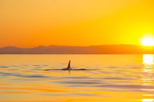 Large male Orca Whale (Orcinus orca) in Haro Strait near San Juan Island at sunset Large male Orca Whale (Orcinus orca) in Haro Strait near San Juan Island at sunset