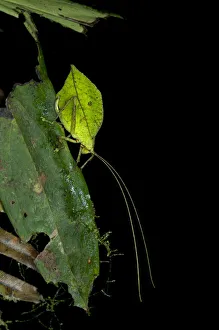 Leaf bush cricket or Leaf katydid -Tettigoniidae- emulating a green leaf, Tiputini rain forest, Yasuni National Park, Ecuador, South America Leaf bush cricket or Leaf katydid -Tettigoniidae- emulating a green leaf, Tiputini rain forest, Yasuni National Park, Ecuador, South America
