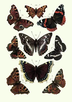 Lepidoptera, Butterflies, tortoiseshell butterfly, Red admiral, Painted lady Lepidoptera, Butterflies, tortoiseshell butterfly, Red admiral, Painted lady