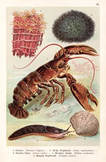 Lobster and sea creatures 1888 Lobster and sea creatures 1888