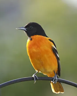 Male Baltimore Oriole Male Baltimore Oriole