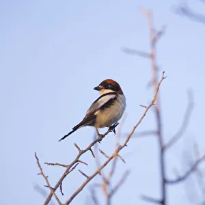 Male woodchat shrike Male woodchat shrike