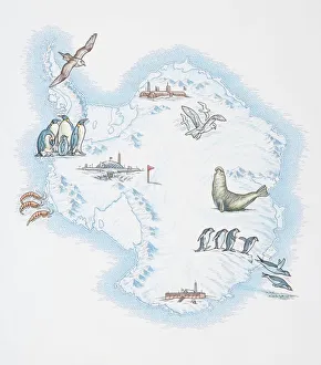 Map of Antarctica overlaid with illustrations of Sea Gulls, Penguins, Elephant Seal Map of Antarctica overlaid with illustrations of Sea Gulls, Penguins, Elephant Seal