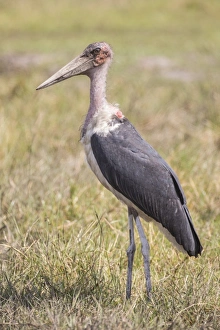 Marabou -Leptoptilos crumeniferus- Bwabwata National Park, Caprivi Strip, Namibia, Africa Marabou -Leptoptilos crumeniferus- Bwabwata National Park, Caprivi Strip, Namibia, Africa