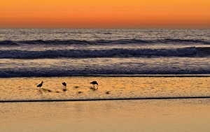 Marbled Godwits -Limosa fedoa- at sunset on the Pacific Coast, Oceanside, San Diego Marbled Godwits -Limosa fedoa- at sunset on the Pacific Coast, Oceanside, San Diego