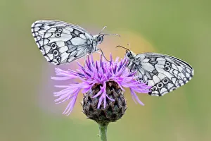 Two Marbled White Butterflies -Melanargia galathea- on Brownray Knapweed -Centaurea Two Marbled White Butterflies -Melanargia galathea- on Brownray Knapweed -Centaurea