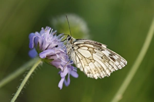 Marbled White -Melanargia galathea- butterfly, male, Franconian Switzerland, Bavaria Marbled White -Melanargia galathea- butterfly, male, Franconian Switzerland, Bavaria