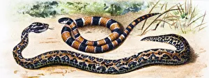 Martinican pit viper (Bothrops lanceolatus) and Painted coral snake (Micrurus corallinus) Martinican pit viper (Bothrops lanceolatus) and Painted coral snake (Micrurus corallinus)