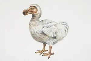 Mauritian Dodo (Raphus cucullatus), compact bird with curved, brown bill and brown feet Mauritian Dodo (Raphus cucullatus), compact bird with curved, brown bill and brown feet