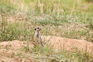 The meerkat or suricate (Suricata suricatta) is a small carnivoran belonging to the The meerkat or suricate (Suricata suricatta) is a small carnivoran belonging to the
