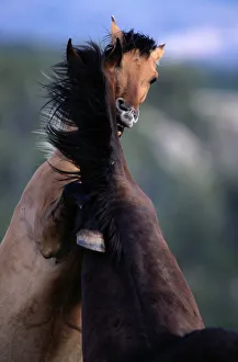 Montana. Feral horse breed is found in Mexico and plains of western North America Montana. Feral horse breed is found in Mexico and plains of western North America