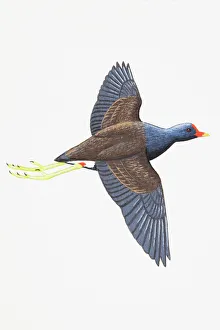 Moorhen (Gallinula chloropus), adult Moorhen (Gallinula chloropus), adult