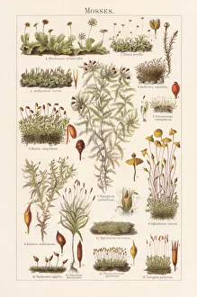 Mosses, lithograph, published in 1897 Mosses, lithograph, published in 1897