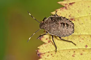Mottled Shieldbug or Stink Bug -Rhaphigaster nebulosa-, larva, Untergroeningen, Baden-Wuerttemberg, Germany, Europe Mottled Shieldbug or Stink Bug -Rhaphigaster nebulosa-, larva, Untergroeningen, Baden-Wuerttemberg, Germany, Europe