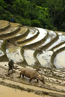 Mountain paddy, irrigated rice terraces, farmer tilling and plowing the field with a water buffalo, Phongsali district and province, Laos, Southeast Asia, Asia Mountain paddy, irrigated rice terraces, farmer tilling and plowing the field with a water buffalo, Phongsali district and province, Laos, Southeast Asia, Asia