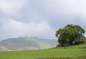<b class=qtipBold><figcaption>Mountain and tree</figcaption></b><br>trees and mountains on western ghats of Maharashtra India. Landscape Mountain and tree