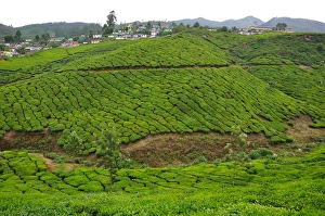 <b class=qtipBold><figcaption>Munnar Landscape</figcaption></b><br>Landscape of Munnar, popular hill station for tourist. Located in the western ghats of Kerala. Munnar has a great view of the green tea plants and provides lush green landscape of the nature. Munnar Landscape