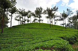 <b class=qtipBold><figcaption>Munnar Tea Landscape</figcaption></b><br>Landscape of Munnar, popular hill station for tourist. Located in the western ghats of Kerala. Munnar has a great view of the green tea plants and provides lush green landscape of the nature. Munnar Tea Landscape