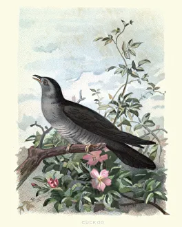 Natural History - Birds - Cuckoo Natural History - Birds - Cuckoo