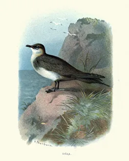 Natural history birds, Seabirds, Skua Natural history birds, Seabirds, Skua
