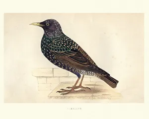 Natural History, Birds, Starling Natural History, Birds, Starling