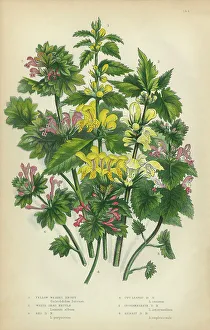 Nettle, Weasel Snout, Nettle, Stinging Nettle, Snapdragon, Victorian Botanical Illustration Nettle, Weasel Snout, Nettle, Stinging Nettle, Snapdragon, Victorian Botanical Illustration