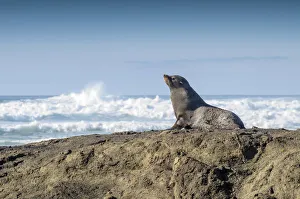 New Zealand Fur Seal -Arctocephalus forsteri-, Otago Region, South Island, New Zealand New Zealand Fur Seal -Arctocephalus forsteri-, Otago Region, South Island, New Zealand