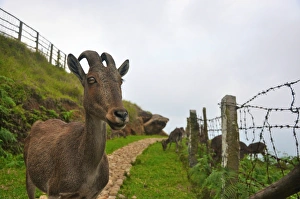 <b class=qtipBold><figcaption>The Nilgiri Tahr</figcaption></b><br>Nilgiri Tahr's are wild goats found in the valleys of Western Ghats in Kerala and Tamil Nadu. Iravikulam National Park, Munnar, Kerala. The Nilgiri Tahr