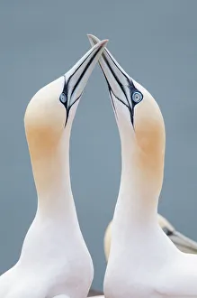 Two Northern Gannets -Morus bassanus- touching beaks to greet each other, Heligoland Two Northern Gannets -Morus bassanus- touching beaks to greet each other, Heligoland