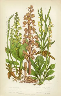 Orchid, Twayblade, Neottia, Listera, Ladyas Tresses, Spiranthes Victorian Botanical Orchid, Twayblade, Neottia, Listera, Ladyas Tresses, Spiranthes Victorian Botanical