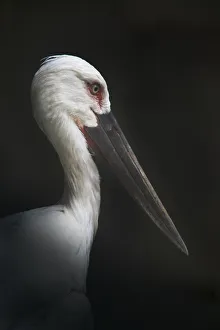 Oriental Stork Portrait Oriental Stork Portrait