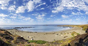Pacific Coast with Northern elephant seals -Mirounga angustirostris- on beach with Pacific Coast with Northern elephant seals -Mirounga angustirostris- on beach with
