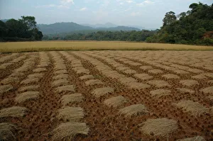 <b class=qtipBold><figcaption>Paddy fields and forests</figcaption></b><br>Paddy fields and forests near Talakaveri Wildlife Sanctuary, Coorg District, Western Ghats, south-western INDIA. Talakaveri is the birth place of River Kaveri. The forests around Talakaveri border Kerala state and are being protected as Talakaveri Wildlife Sanctuary. Paddy fields and forests
