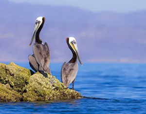 Pair of Brown Pelicans (Pelecanus occidentalis) perching on rock, Baja Peninsula, Sea of Cortez, Gulf of California, Mexico Pair of Brown Pelicans (Pelecanus occidentalis) perching on rock, Baja Peninsula, Sea of Cortez, Gulf of California, Mexico