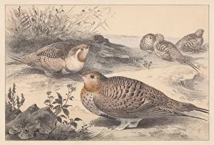 Pallas's sandgrouse (Syrrhaptes paradoxus), hand-colored lithograph, published in 1889 Pallas's sandgrouse (Syrrhaptes paradoxus), hand-colored lithograph, published in 1889
