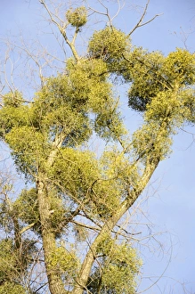 Parasitic plant, Mistletoe -Viscum album- on a Willow -Salix sp-, riverine vegetation Parasitic plant, Mistletoe -Viscum album- on a Willow -Salix sp-, riverine vegetation