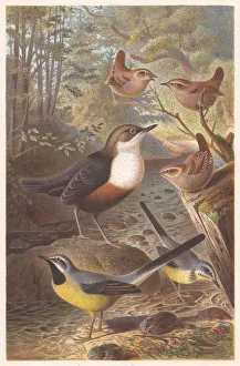 Passerine birds, lithograph, published in 1882 Passerine birds, lithograph, published in 1882