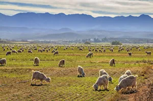 A pastoral scene of Angora goats grazing on the lands with the Swartberg mountains in the A pastoral scene of Angora goats grazing on the lands with the Swartberg mountains in the