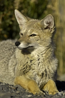 Patagonia fox, Chile Patagonia fox, Chile