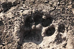 Paw print of a tiger paw, tiger track, Mudumalai National Park, Tamil Nadu, Tamilnadu Paw print of a tiger paw, tiger track, Mudumalai National Park, Tamil Nadu, Tamilnadu