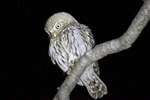 Pearl-spotted Owlet -Glaucidium perlatum- sitting on a branch, Etosha National Park Pearl-spotted Owlet -Glaucidium perlatum- sitting on a branch, Etosha National Park