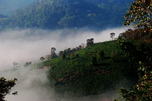 <b class=qtipBold><figcaption>Peermedu Western Ghats Kerala</figcaption></b><br>The mist had started clearing off at Peermedu Hill Station on the Western Ghats of Kerala Peermedu Western Ghats Kerala