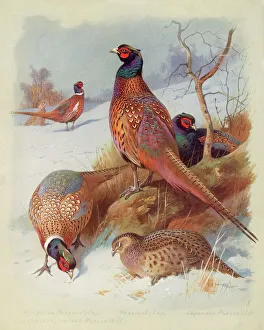 Pheasant Family Pheasant Family